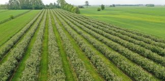 Kończy się kwitnienie aronii – co dalej?