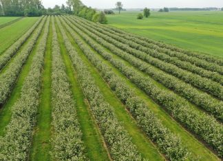 Kończy się kwitnienie aronii – co dalej?