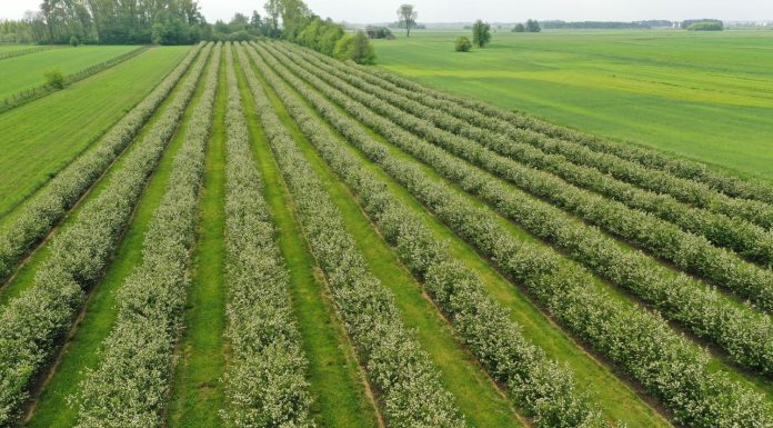 Kończy się kwitnienie aronii – co dalej?