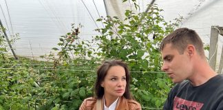 Kondycjonowanie gleby zmęczonej wieloletnią uprawą malin