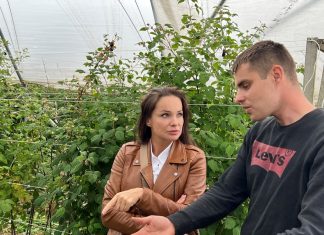 Kondycjonowanie gleby zmęczonej wieloletnią uprawą malin