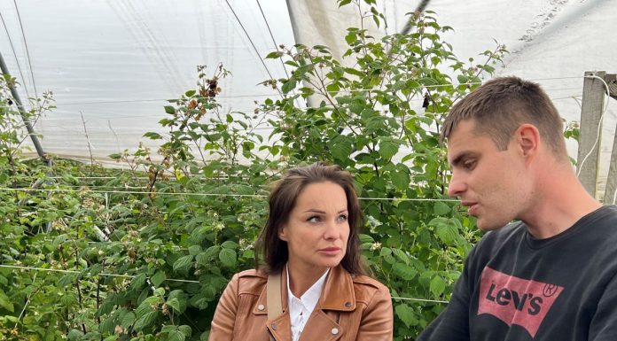 Kondycjonowanie gleby zmęczonej wieloletnią uprawą malin