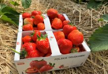 Wczesne truskawki – plantatorzy zadowoleni