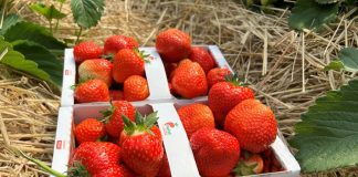 Wczesne truskawki – plantatorzy zadowoleni