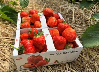 Wczesne truskawki – plantatorzy zadowoleni