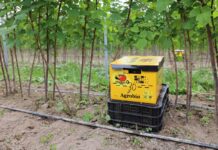 Trzmiele w tunelowej uprawie malin