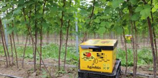 Trzmiele w tunelowej uprawie malin