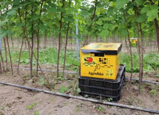 Trzmiele w tunelowej uprawie malin