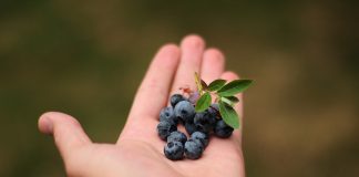 Borówkowy świat spotka się w Lublinie. Szczyt IBO 3-6 lipca 2023