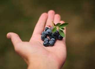 Borówkowy świat spotka się w Lublinie. Szczyt IBO 3-6 lipca 2023