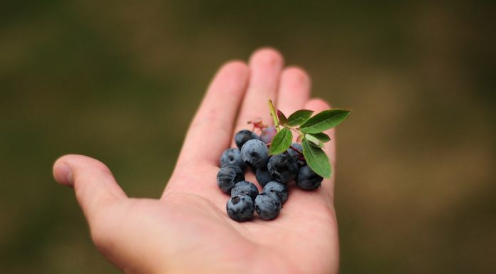 Borówkowy świat spotka się w Lublinie. Szczyt IBO 3-6 lipca 2023