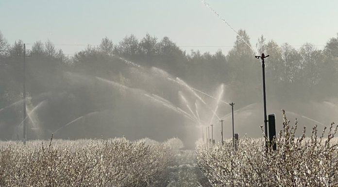 Złe wieści dla plantatorów: w weekend mróz i śnieżyce! W tych rejonach będzie najzimniej