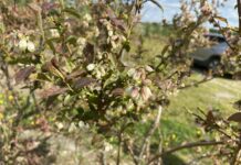 Nadchodzi ważny czas ochrony borówki – pogoda będzie sprzyjała chorobom. Uwaga na szkodniki!