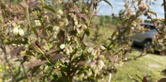 Nadchodzi ważny czas ochrony borówki – pogoda będzie sprzyjała chorobom. Uwaga na szkodniki!