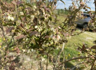 Nadchodzi ważny czas ochrony borówki – pogoda będzie sprzyjała chorobom. Uwaga na szkodniki!
