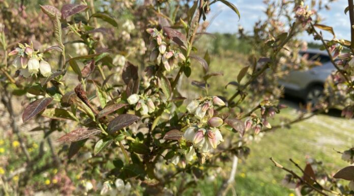 Nadchodzi ważny czas ochrony borówki – pogoda będzie sprzyjała chorobom. Uwaga na szkodniki!