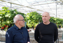 SPOSÓB NA SUKCES W UPRAWIE TRUSKAWEK POD OSŁONAMI