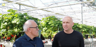 SPOSÓB NA SUKCES W UPRAWIE TRUSKAWEK POD OSŁONAMI