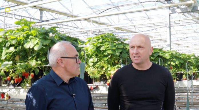 SPOSÓB NA SUKCES W UPRAWIE TRUSKAWEK POD OSŁONAMI