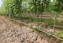 Dlaczego warto zainwestować w zbiornik buforowy na wodę do nawadniania i fertygacji?