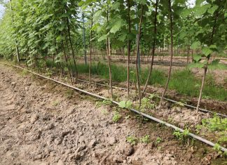 Dlaczego warto zainwestować w zbiornik buforowy na wodę do nawadniania i fertygacji?