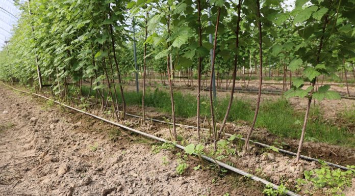 Dlaczego warto zainwestować w zbiornik buforowy na wodę do nawadniania i fertygacji?