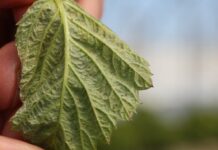 Ochrona malin przed szkodnikami i chorobami w okresie wzrostu wegetatywnego