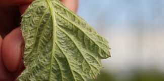 Ochrona malin przed szkodnikami i chorobami w okresie wzrostu wegetatywnego