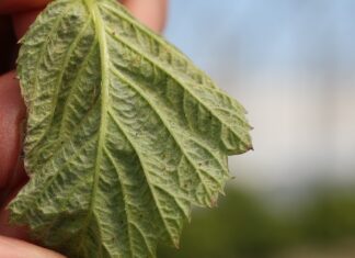 Ochrona malin przed szkodnikami i chorobami w okresie wzrostu wegetatywnego