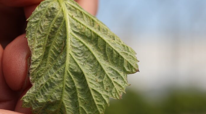 Ochrona malin przed szkodnikami i chorobami w okresie wzrostu wegetatywnego
