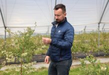 Jak skutecznie żywić kwitnącą borówkę w czasie chłodów?