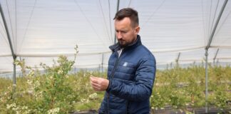 Jak skutecznie żywić kwitnącą borówkę w czasie chłodów?