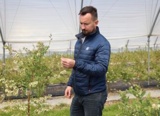 Jak skutecznie żywić kwitnącą borówkę w czasie chłodów?