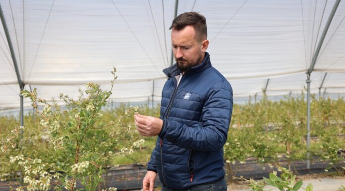 Jak skutecznie żywić kwitnącą borówkę w czasie chłodów?