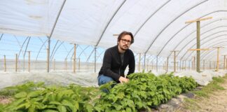 Te technologie sprawdzają się w produkcji wysokiej jakości owoców maliny