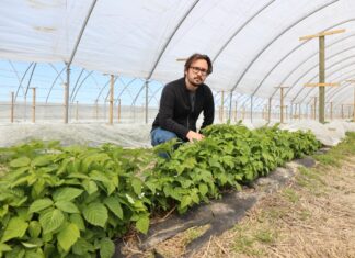 Te technologie sprawdzają się w produkcji wysokiej jakości owoców maliny