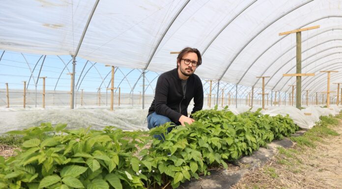 Te technologie sprawdzają się w produkcji wysokiej jakości owoców maliny