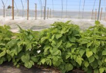 Nawożenie malin po przymrozkach