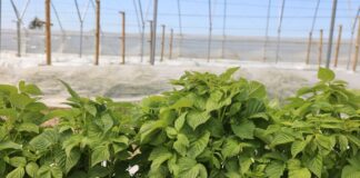 Nawożenie malin po przymrozkach