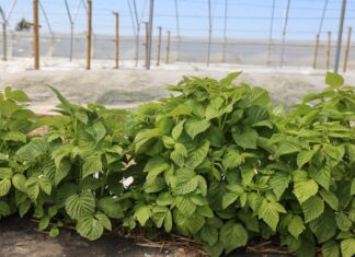 Nawożenie malin po przymrozkach