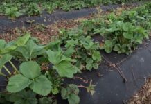 Nowe koncepcje nawożenia truskawek