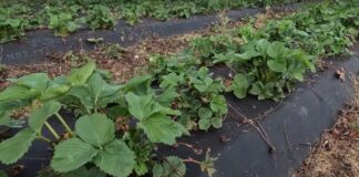 Nowe koncepcje nawożenia truskawek