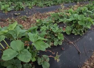 Nowe koncepcje nawożenia truskawek