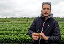 To może być kluczowy moment w ochronie truskawek!