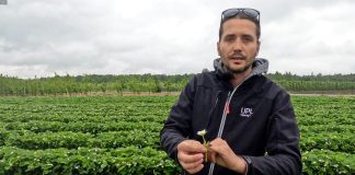 To może być kluczowy moment w ochronie truskawek!