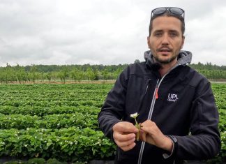 To może być kluczowy moment w ochronie truskawek!