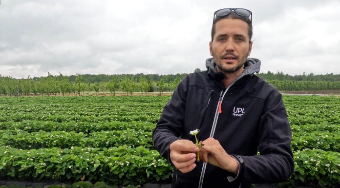 To może być kluczowy moment w ochronie truskawek!