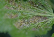 Francja wzywa UE do zakazu importu owoców i warzyw potraktowanych tiakloprydem