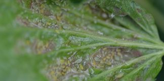 Francja wzywa UE do zakazu importu owoców i warzyw potraktowanych tiakloprydem