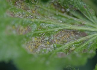 Francja wzywa UE do zakazu importu owoców i warzyw potraktowanych tiakloprydem